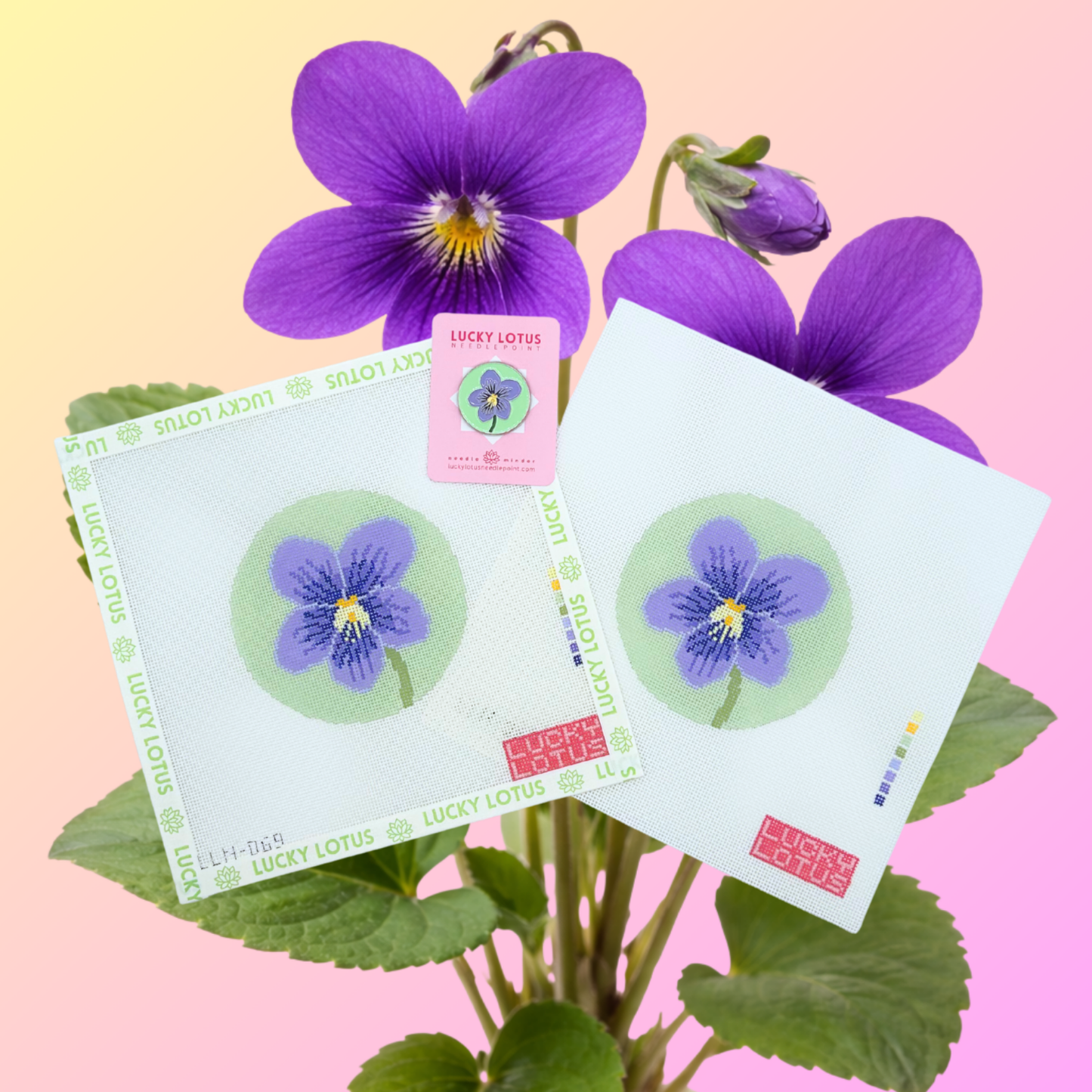 Violet (Illinois, New Jersey, Rhode Island, & Wisconsin) | Flowers of America
